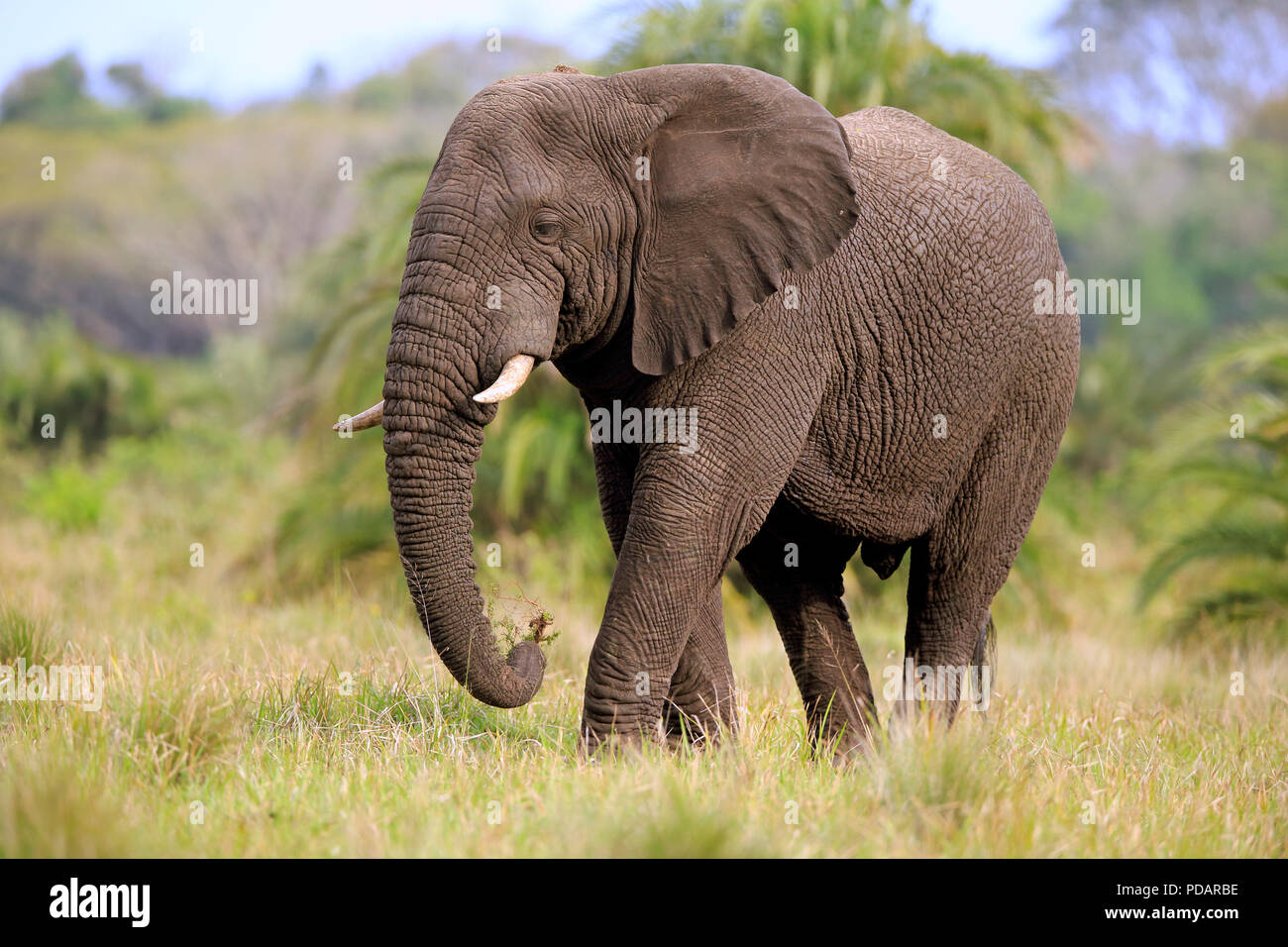L'éléphant africain, alimentation adultes, Hluhluwe Umfolozi Hluhluwe iMfolozi Nationalpark, Nationalpark, KwaZulu Natal, Afrique du Sud, Loxodonta africana Banque D'Images