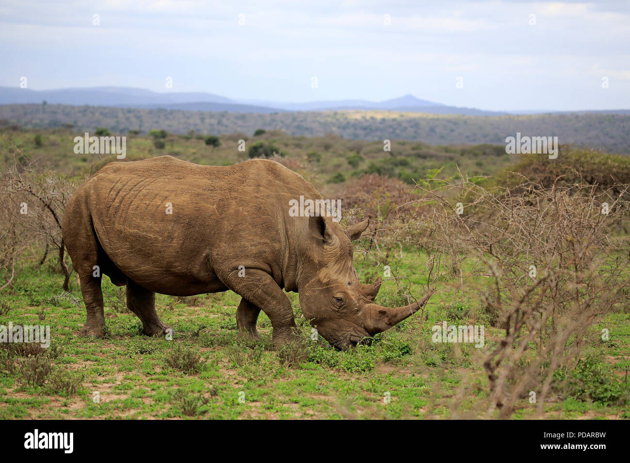 Rhinocéros blanc, mâle adulte, Hluhluwe Umfolozi Hluhluwe iMfolozi Nationalpark, Nationalpark, KwaZulu Natal, Afrique du Sud, Afrique, Ceratotherium simum Banque D'Images