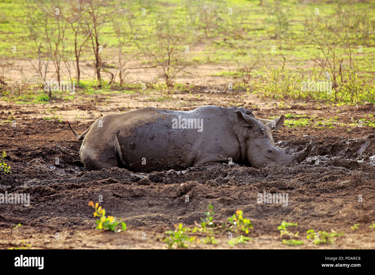 Rhinocéros blanc, en adultes au repos de boue, Hluhluwe Umfolozi Nationalpark, KwaZulu Natal, Afrique du Sud, Afrique, Ceratotherium simum Banque D'Images