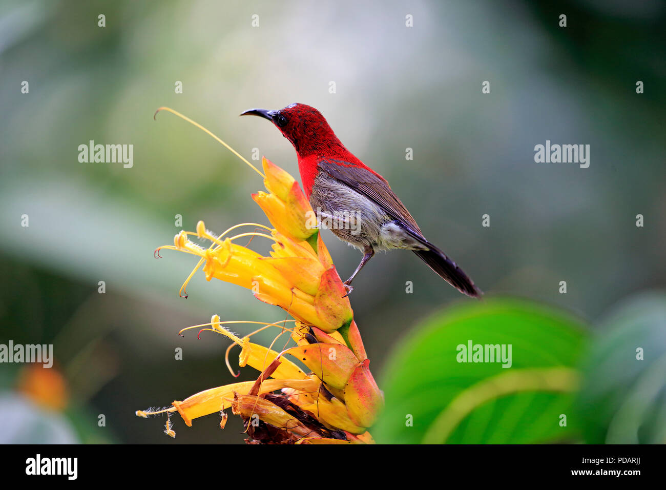 Crimson Sunbird, mâle adulte de la floraison, de Singapour, de l'Asie, Aethopyga siparaja Banque D'Images