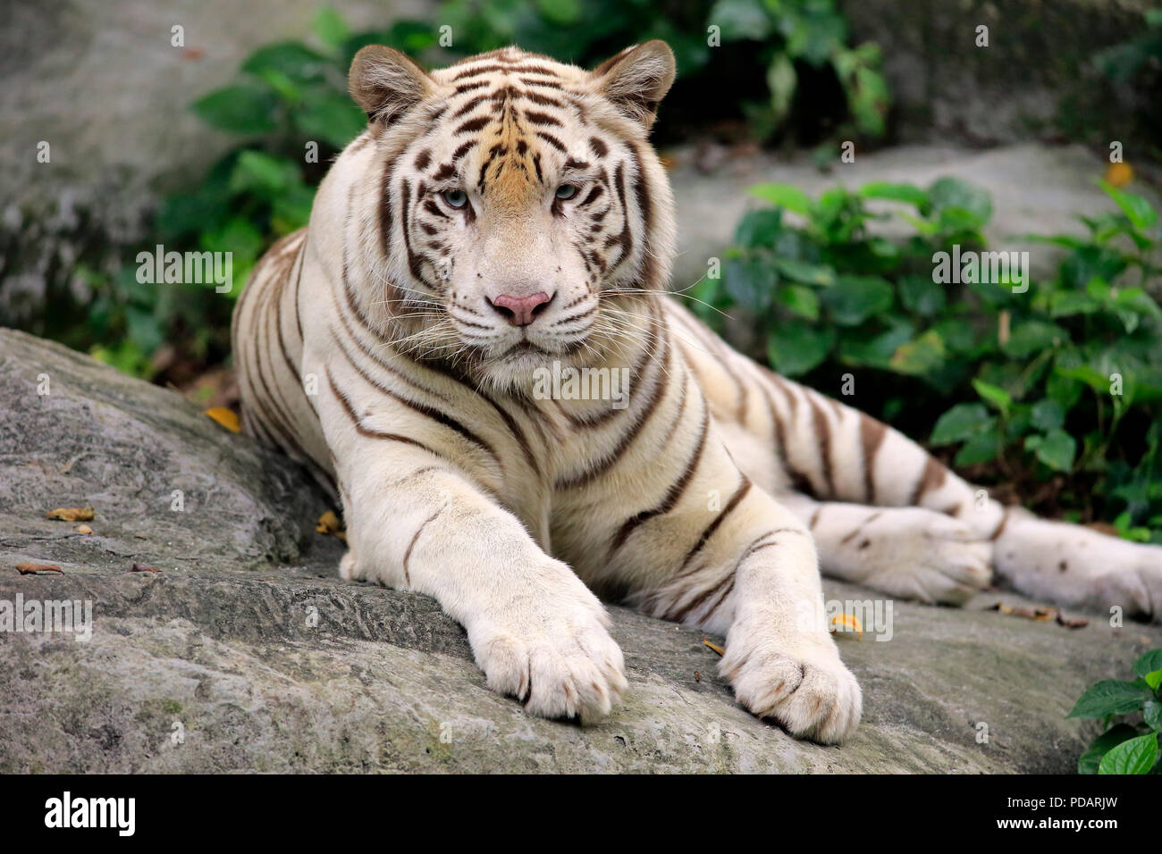 Tigre de l'Inde forme blanche, tigre blanc, tigre du Bengale, des profils avec le repos, l'Inde, d'Asie, Panthera tigris tigris Banque D'Images