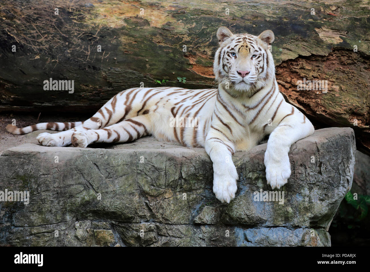 Tigre de l'Inde forme blanche, tigre blanc, tigre du Bengale, des profils avec le repos, l'Inde, d'Asie, Panthera tigris tigris Banque D'Images