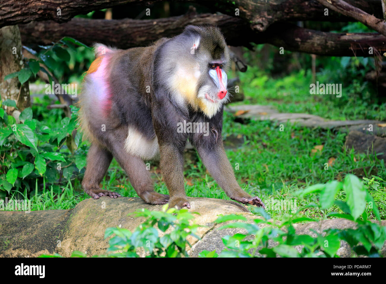 , Mandrill mâle adulte , l'Afrique, Mandrillus sphinx Banque D'Images