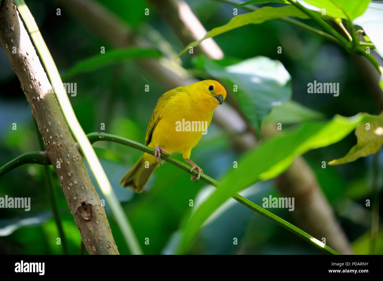 Saffron Finch, femme adulte sur l'arbre, l'Amérique du Sud, Sicalis flaveola Banque D'Images