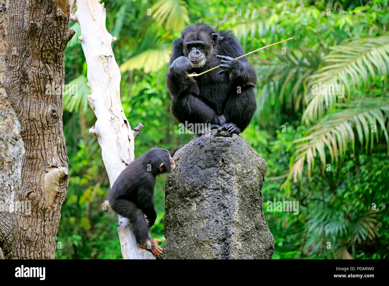 Les chimpanzés, et les jeunes adultes à l'aide de l'outil, de l'Afrique, Pan troglodytes troglodytes Banque D'Images