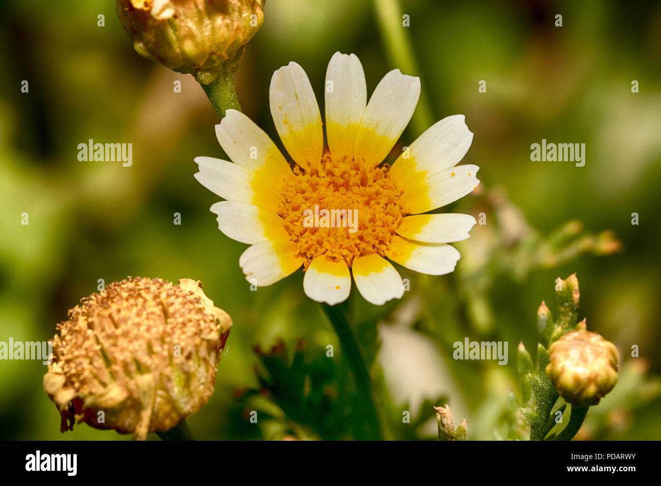 Fleur blanche avec centre jaune Banque D'Images