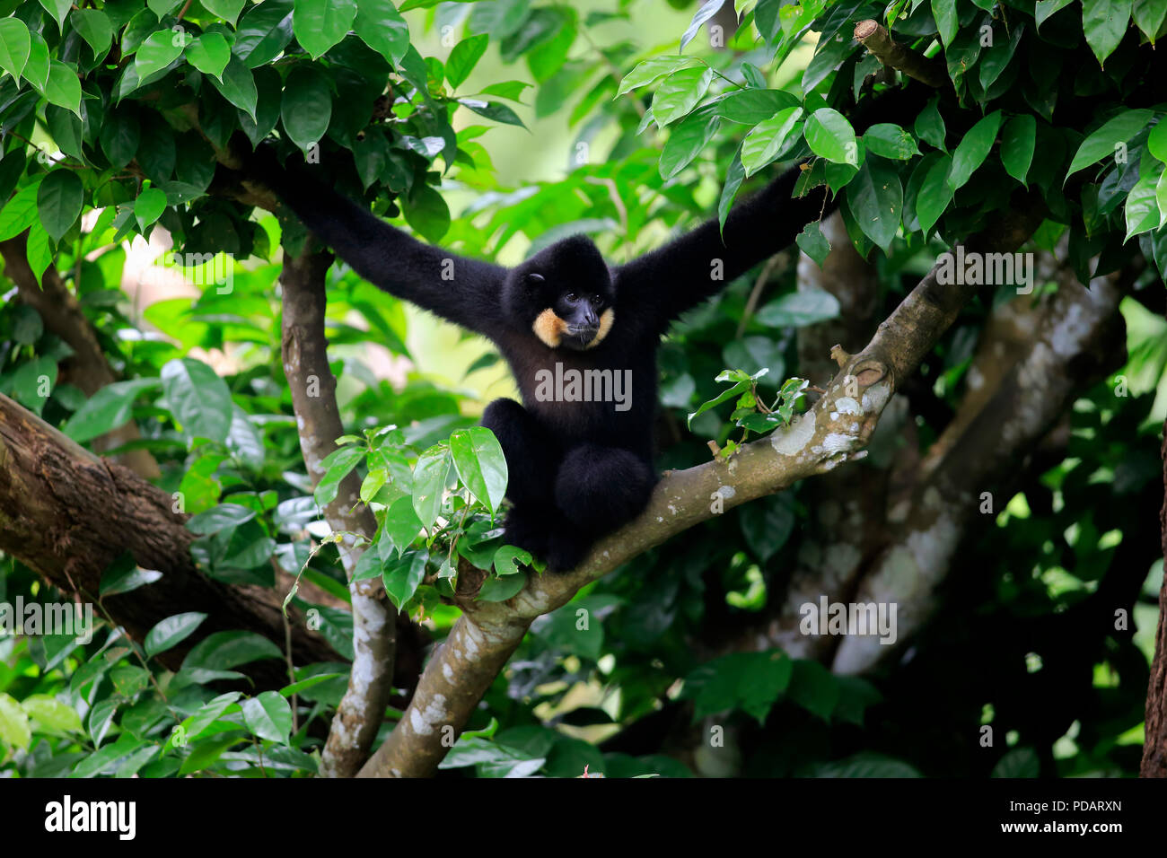 Yellow Cheeked Gibbon, mâle adulte, Asie, Nomascus gabriellae Banque D'Images
