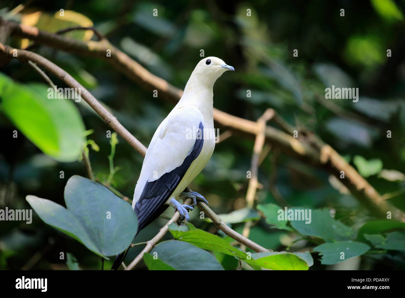 Le détroit de Torres, pigeon impérial des profils sur l'arbre, l'Australie, Ducula bicolor Banque D'Images