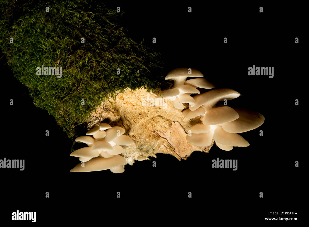 Pleurotes, Pleurotus ostreatus, poussant sur un arbre tombé, mort dans la New Forest Hampshire England UK GO Banque D'Images