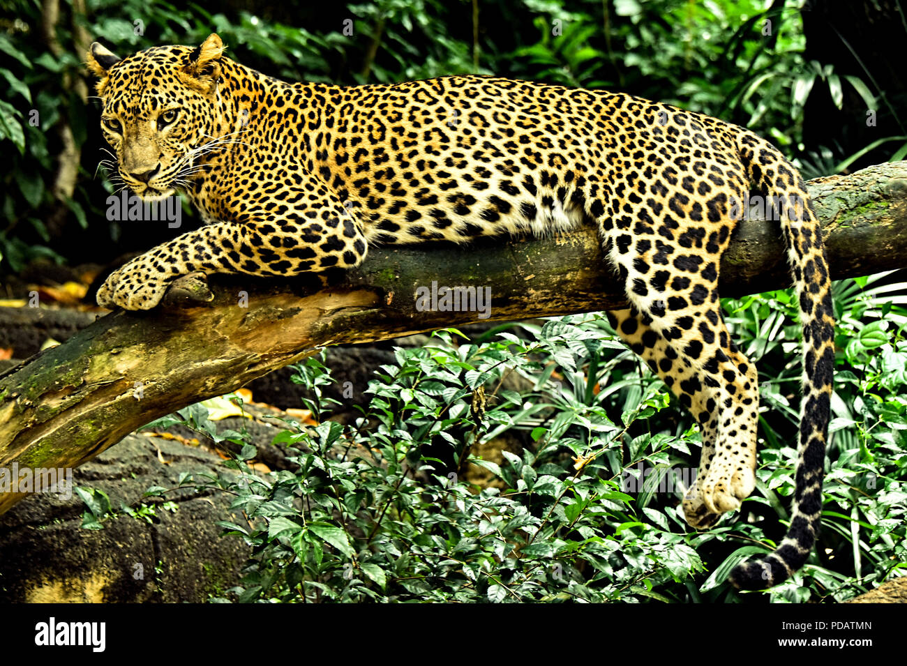 Leopard - Tout le monde aime un chat. Peu d'obtiendrez de voir le léopard dans son habitat naturel. Ceux qui n'ont de la chance en effet ! Banque D'Images