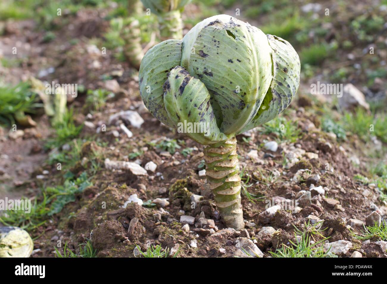 Agriculture durable - Laitue croissante Banque D'Images