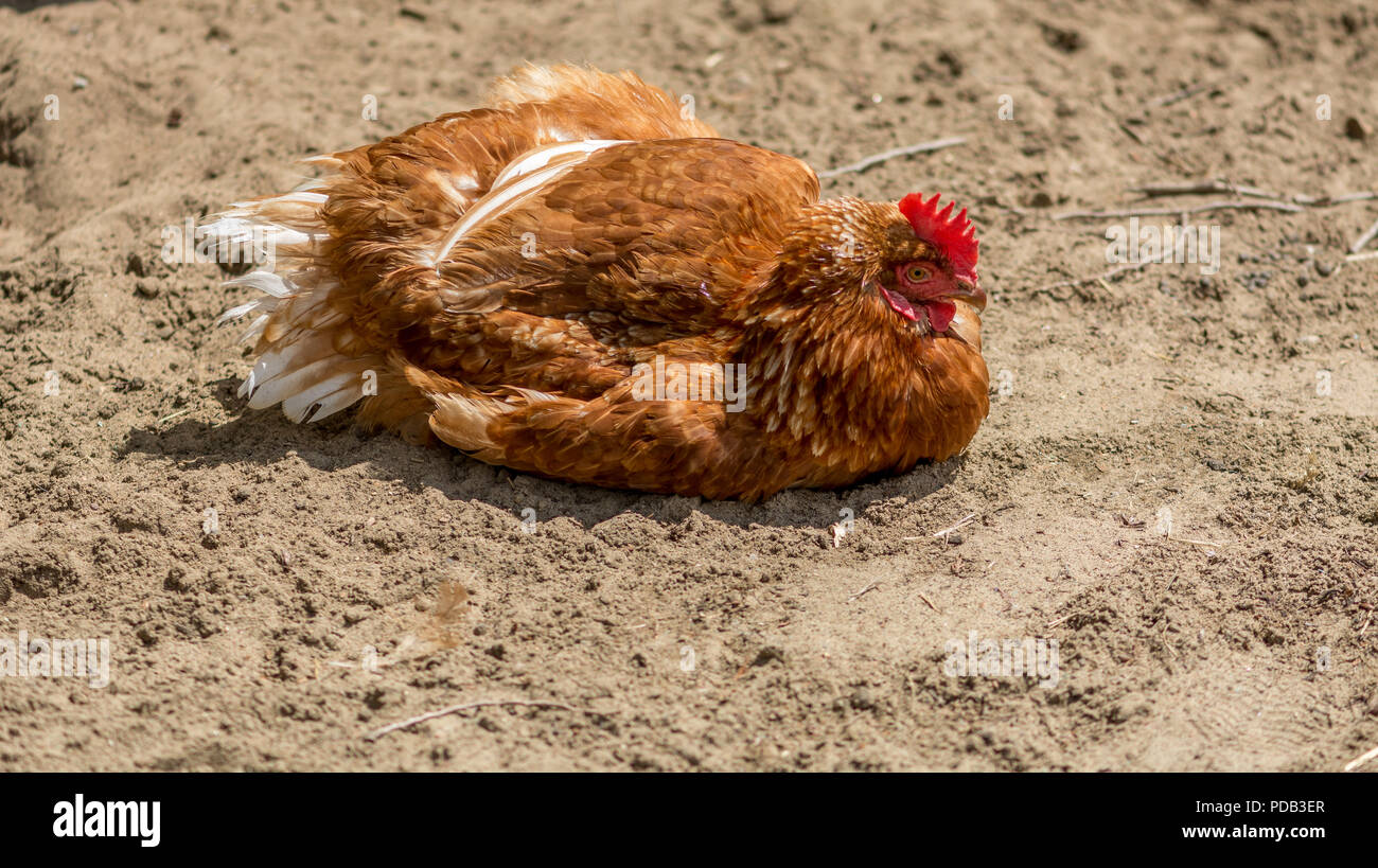 Rhode island red rooster Banque de photographies et d’images à haute ...