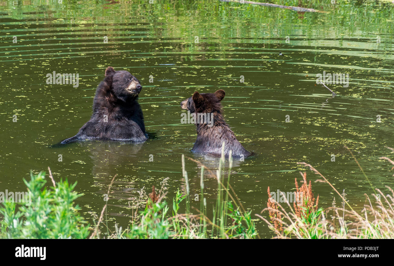 Prendre un bain de soleil ours amoureux dans leur bain. Banque D'Images