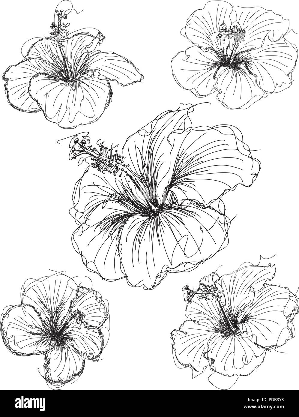 Fleur d'Hibiscus fleur d'hibiscus croquis croquis dessinés à la main. Illustration de Vecteur