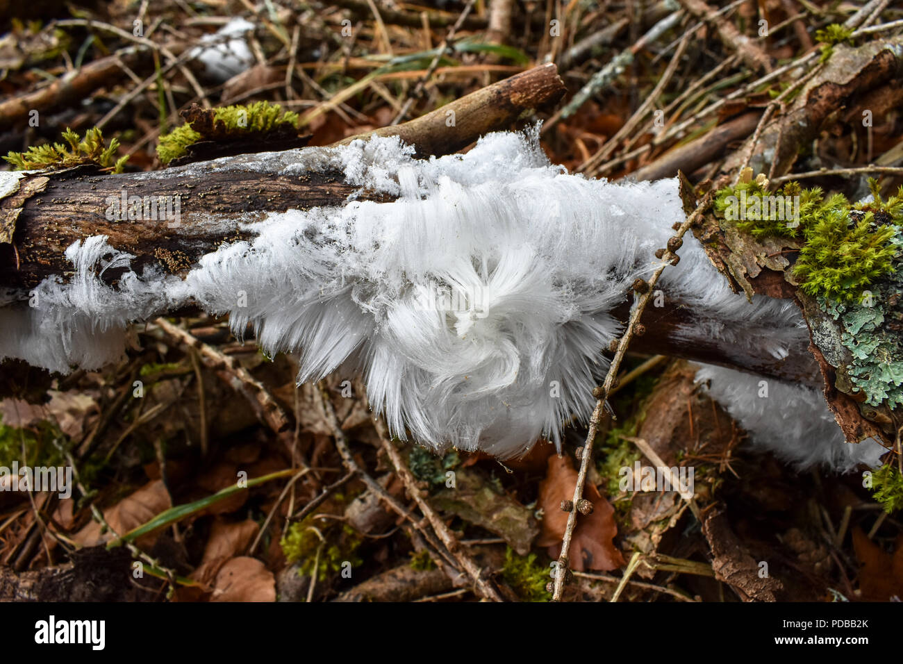 Macro de la glace à cheveux. Banque D'Images