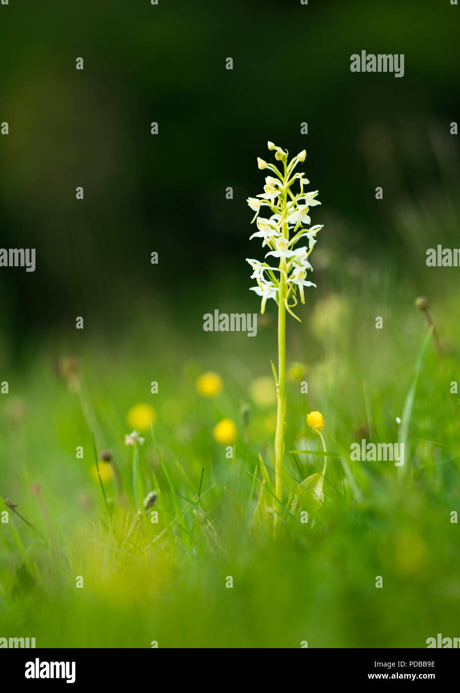 Une Platanthère verdâtre (Platanthera chlorantha). Une orchidée sauvage originaire du Royaume-Uni dans la réserve naturelle vers le bas de la porte du Parc, Kent. Banque D'Images
