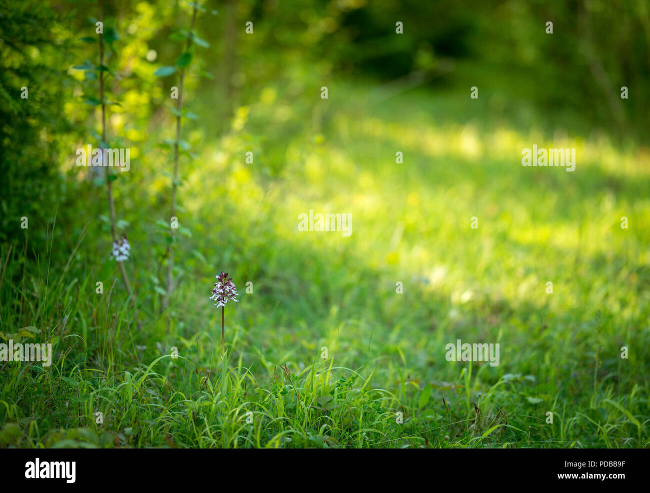Une orchidée sauvage (Orchis purpurea) indiqué dans son environnement plus large dans la réserve naturelle, la Banque Bonsai Kent. Banque D'Images