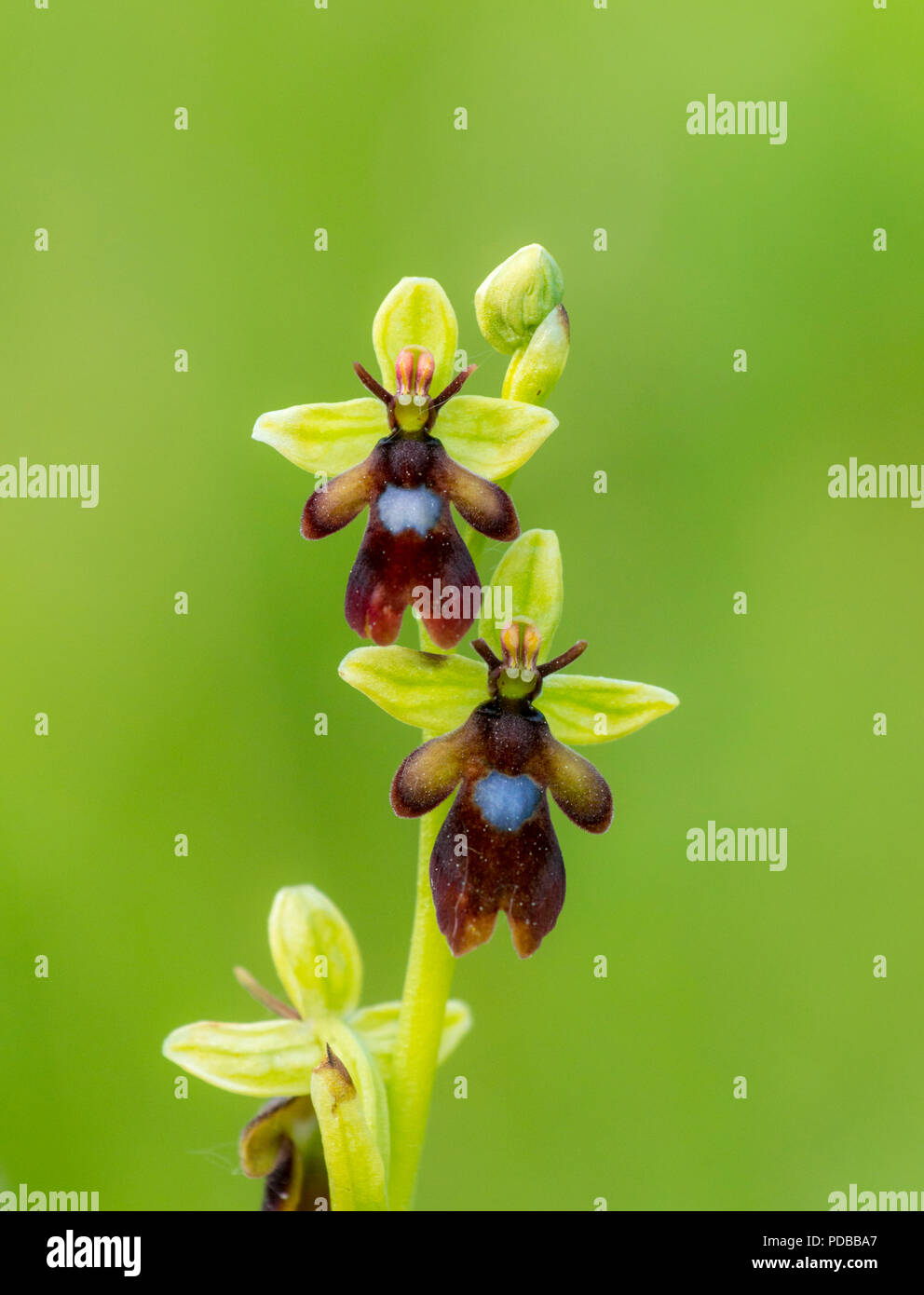 Un rare Fly Orchid (Ophrys insectifera). Une orchidée sauvage rare indigènes dans la réserve naturelle vers le bas de la porte du Parc, Kent. Banque D'Images
