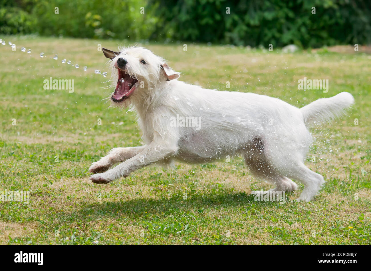 Jack Russell Terrier dog joue et les captures d'un jet d'eau d'un tuyau de jardin et des boissons l'eau douce sur une chaude journée d'été Banque D'Images