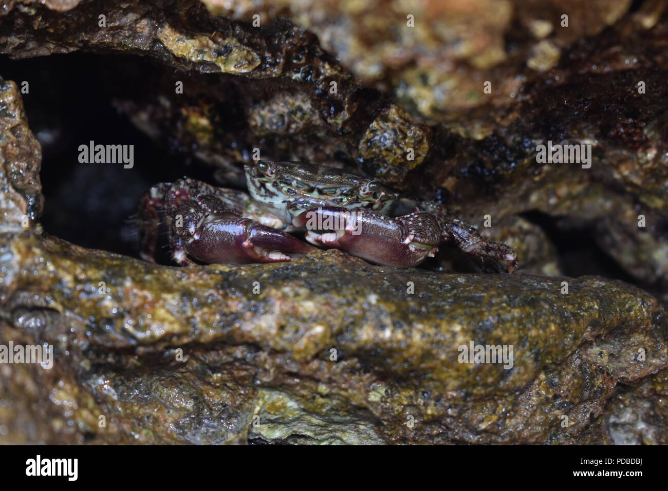 Portrait macro d'un crabe crustacé se cacher dans une petite grotte dans un fossé entre les rochers Banque D'Images