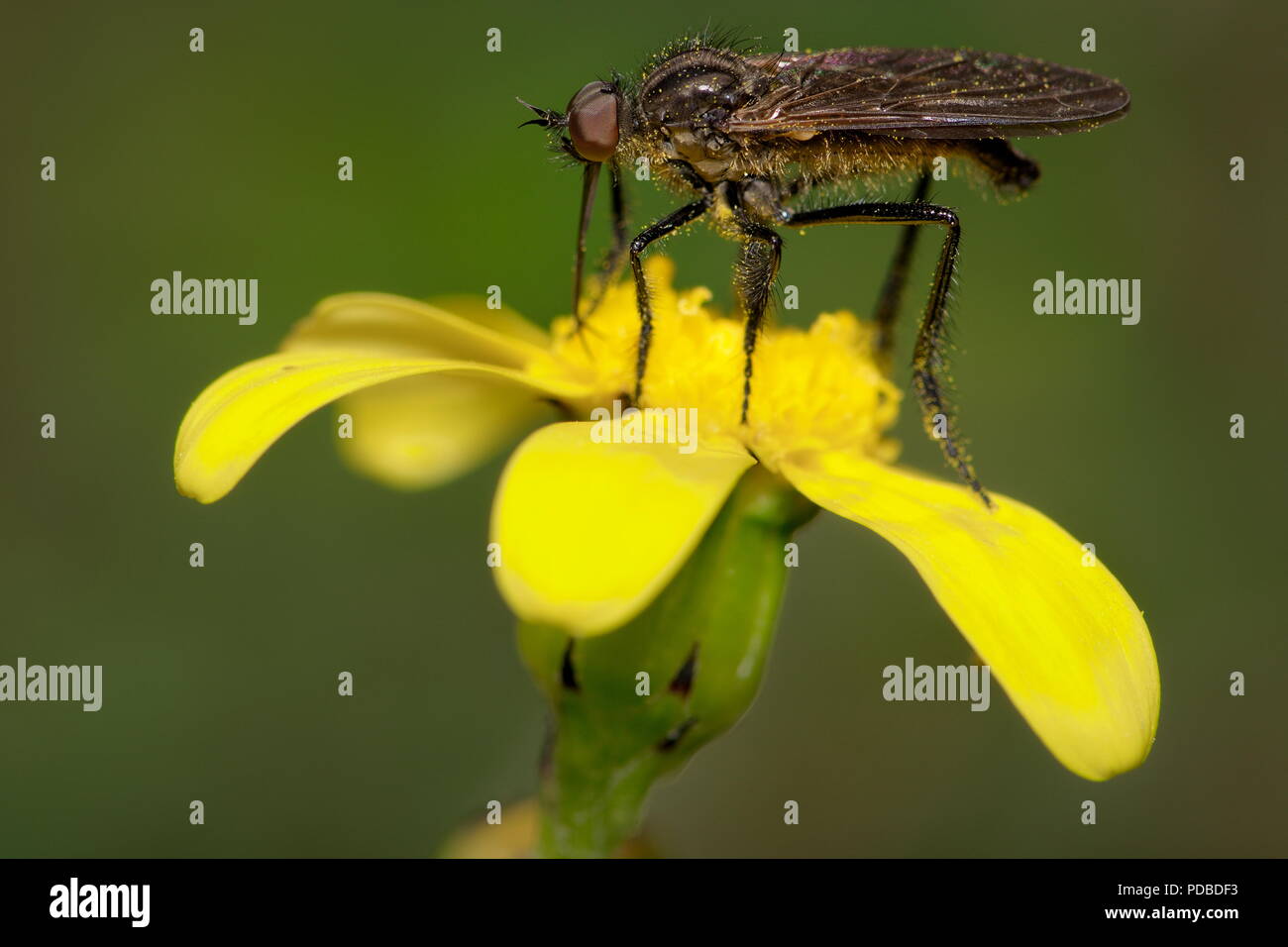 Ce voleur voler (Asilidae), à partir d'une non-spécifique de sous-famille, est assis sur une fleur jaune en attente de sa prochaine victime. Banque D'Images