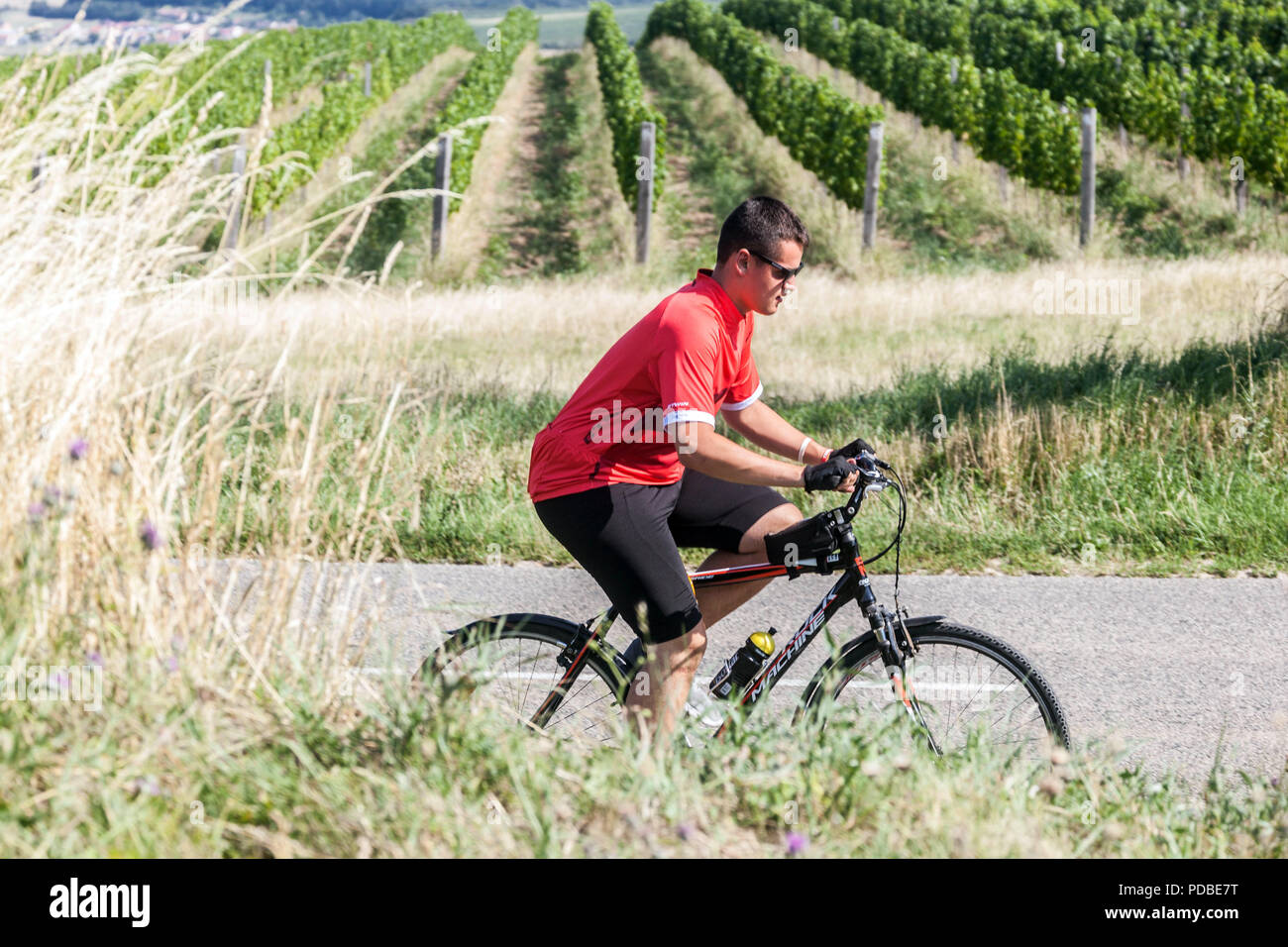 Biker, Man riding a bike Palava région, pistes de vtt à travers le vignoble Banque D'Images