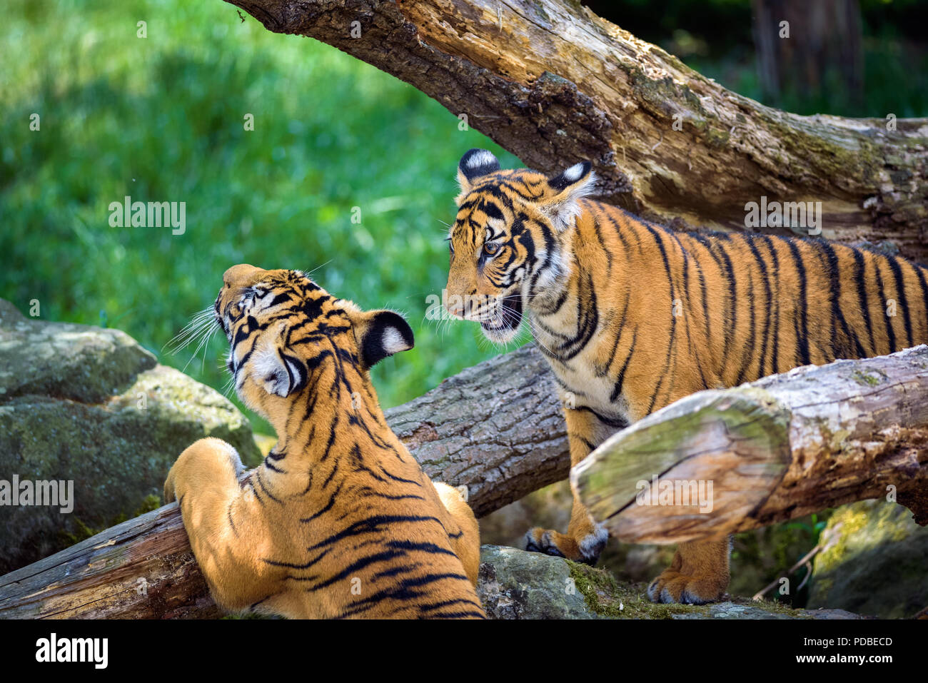 Portrait de deux jeunes tigres malais jouant Banque D'Images Portrait de deux jeunes tigres malais jouant Banque D'Images