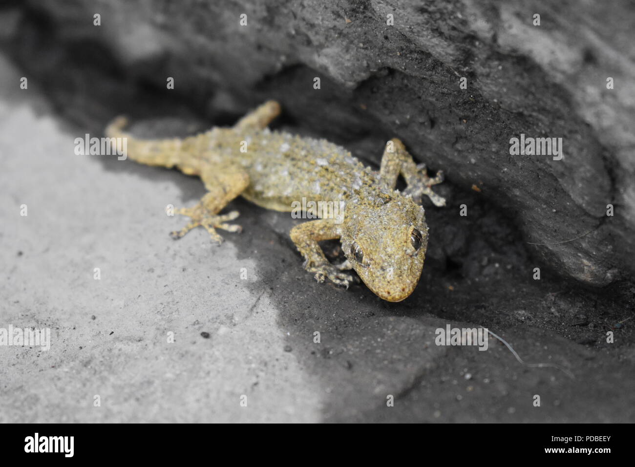 Gecko tacheté brun sable caché dans petit espace à côté du trottoir à Florence, Toscane, Italie Banque D'Images