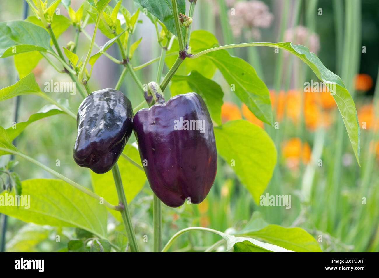 Capsicum annuum var. annuum. Le poivron 'Tequila' croissant sur l'usine. UK Banque D'Images