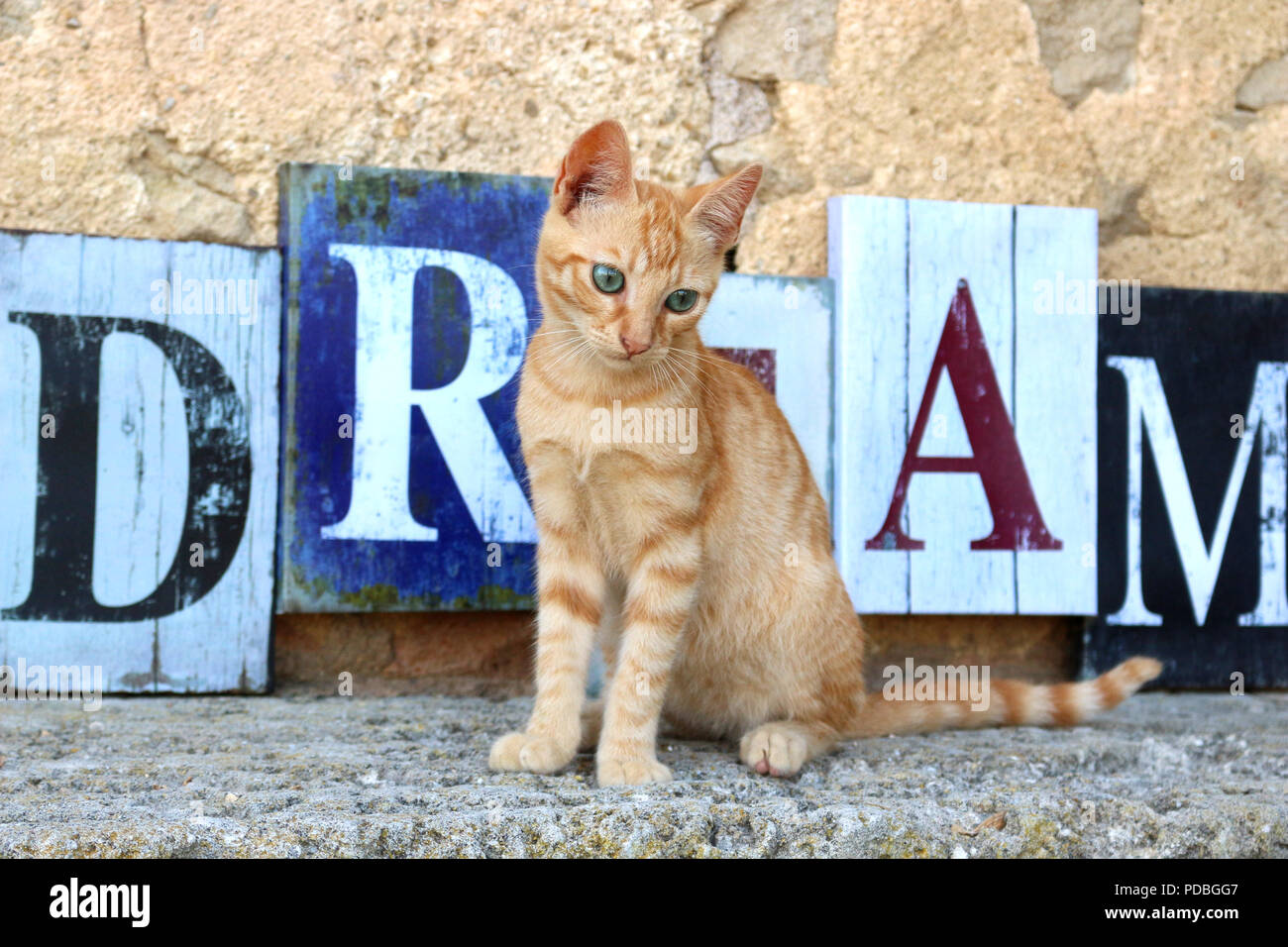 Chaton, 3 mois, gingembre Banque D'Images