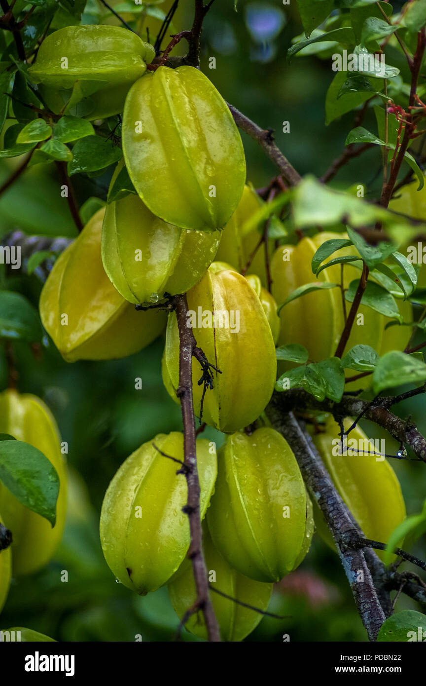Appelé aussi Caramboa caramboles est un fruit vert clair vu ici om un arbre Banque D'Images
