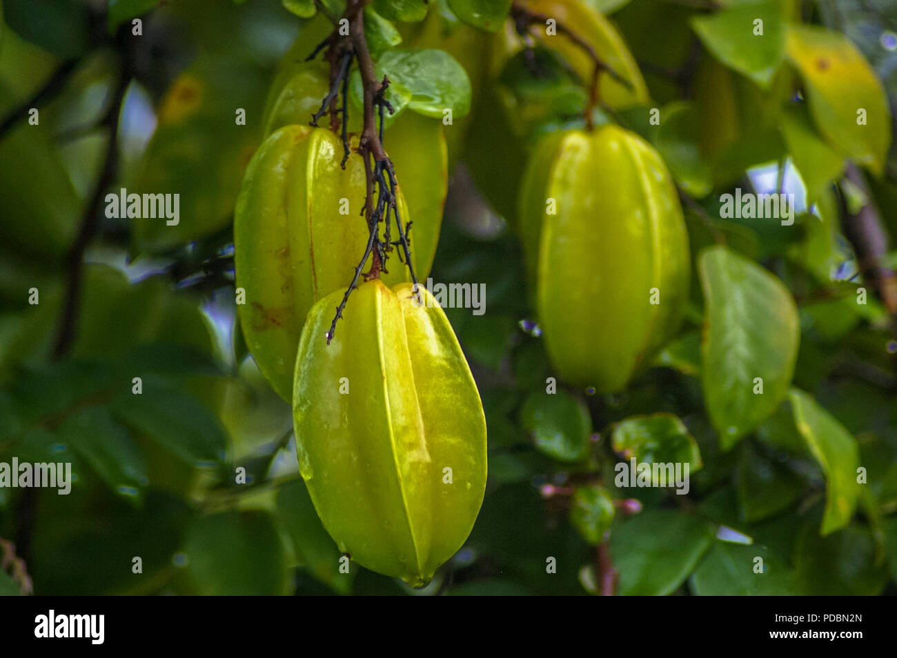 Appelé aussi Caramboa caramboles est un fruit vert clair vu ici om un arbre Banque D'Images