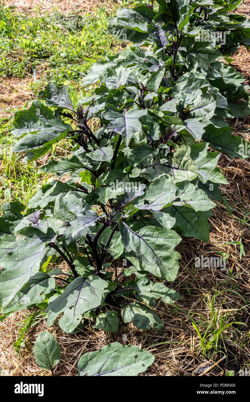 Violet aubergine bio longue plante poussant dans le potager Banque D'Images