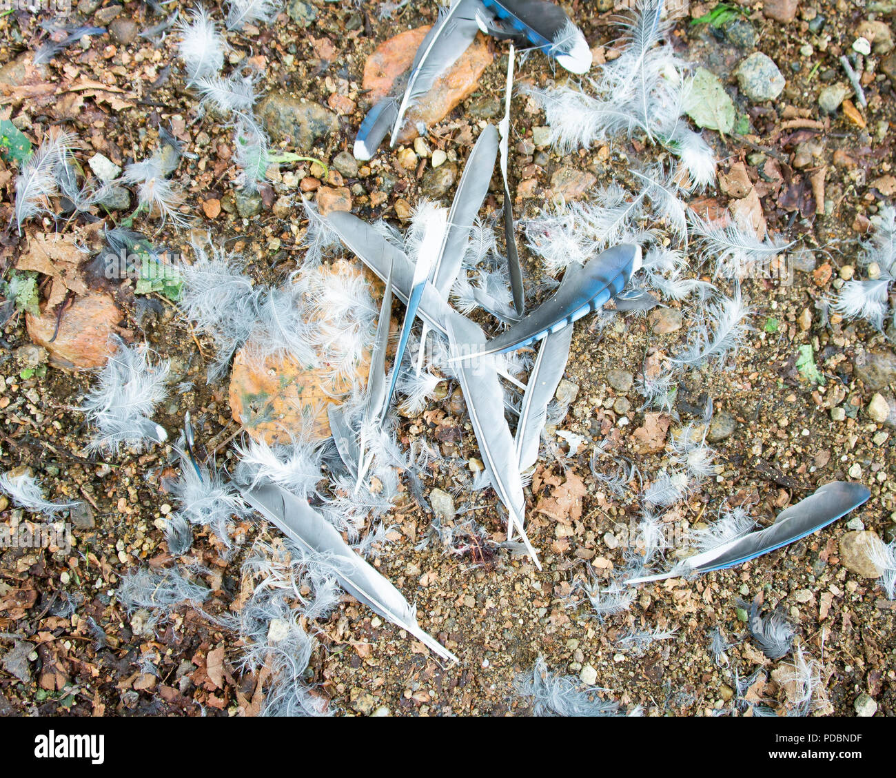 Un tas de plumes d'un geai bleu, Cyanocitta cristata, sur un chemin forestier en gravier dans les Adirondacks concept mort et chaîne alimentaire. Banque D'Images