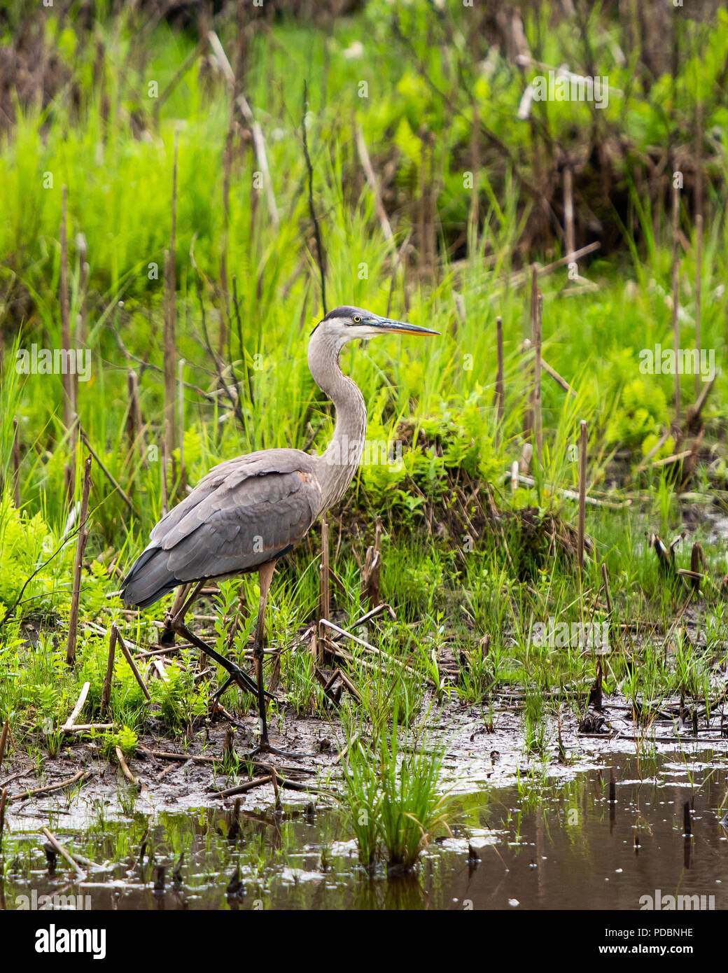 Un Grand Héron, Ardea herodias, marcher sur le bord d'un étang dans les Adirondacks, NY USA Banque D'Images