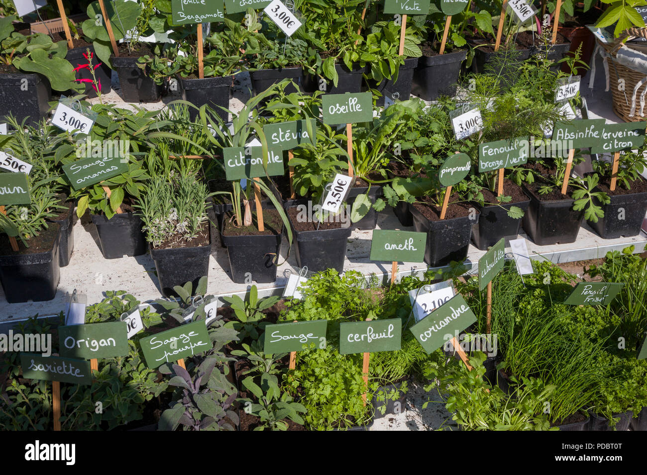 Des pots d'herbe jardin des plantes pour vendre au Jardin passionnément, le garden show annuel à Honfleur, Normandie, France Banque D'Images