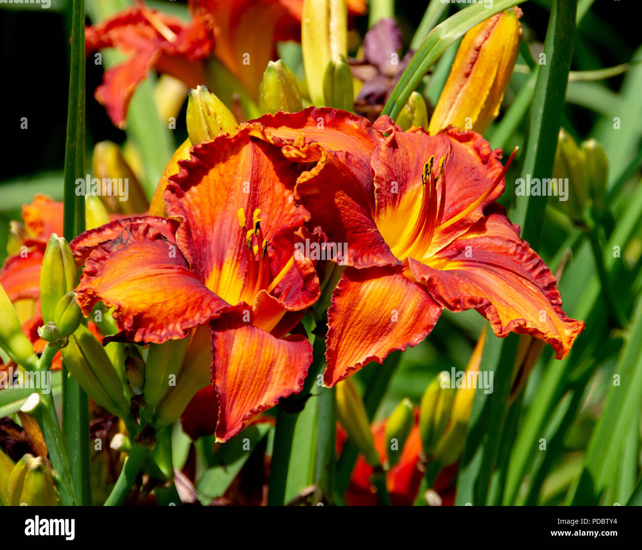 Une paire de grandes lilas orange magnifiques et spectaculaires sur un matin ensoleillé. Banque D'Images