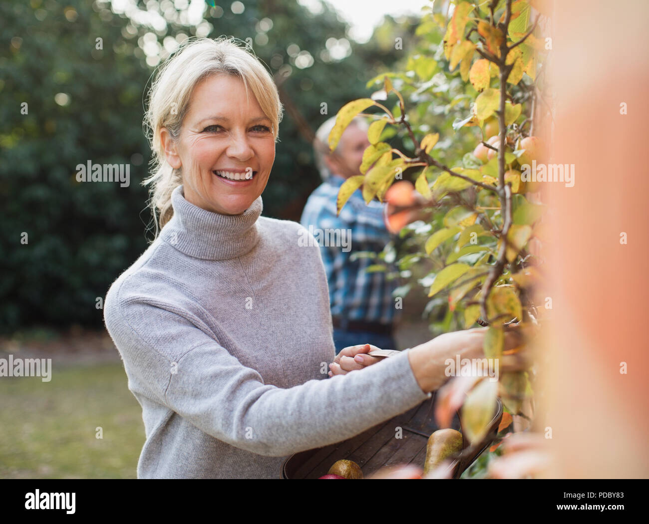 Portrait souriant, confiant mature woman harvesting apples in garden Banque D'Images