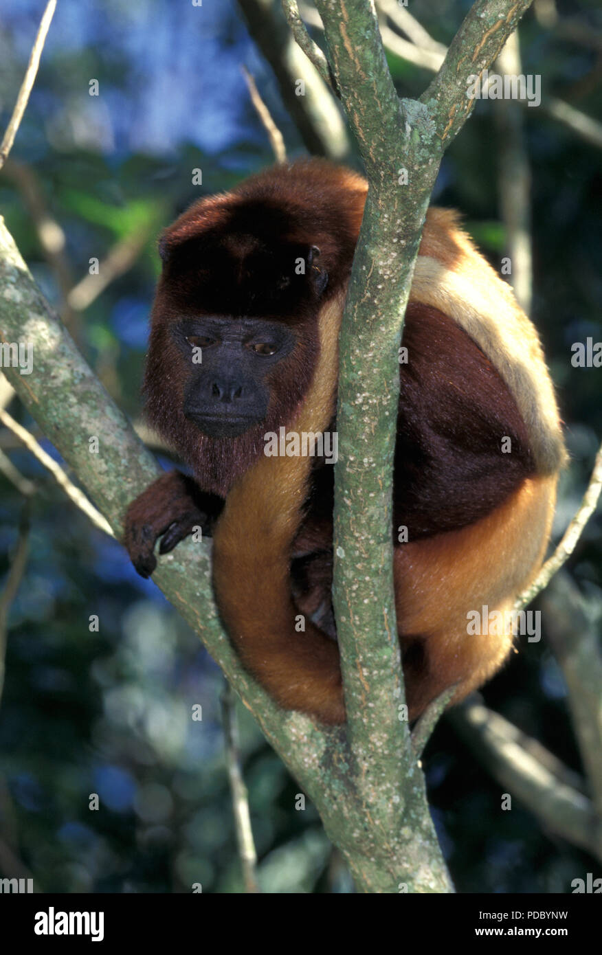 Pas_1139900 singe hurleur Alouatta alonnatta Rouge Rouge Vénézuélienne (hurleurs Alouatta alonnatta) Bassin de l'Amazone Banque D'Images