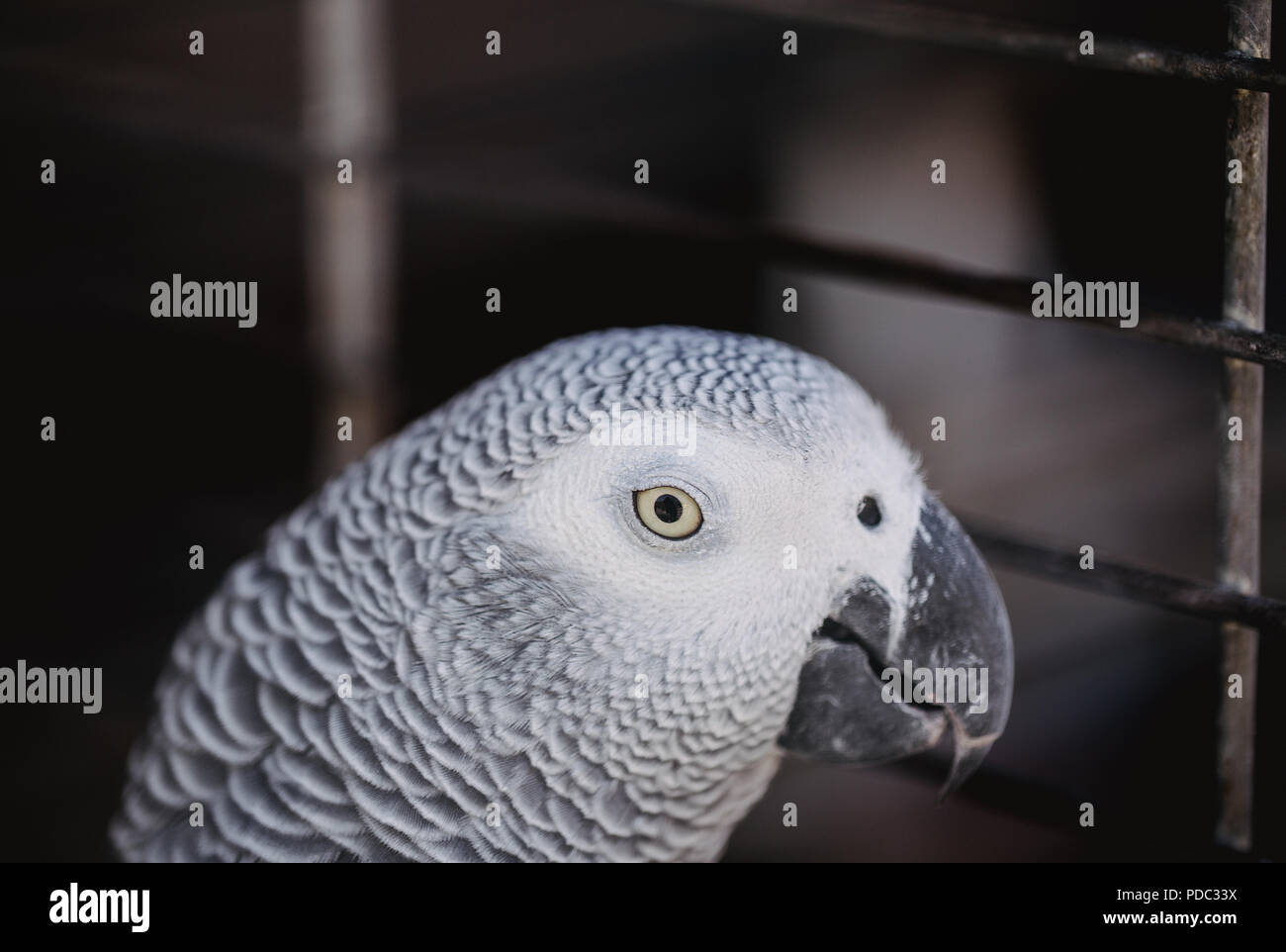 La photo en gros plan de l'oeil de colombe en cage sur le marché. Banque D'Images