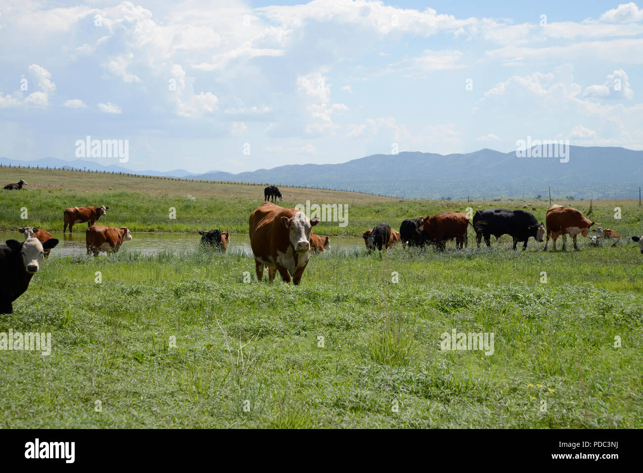 Le bétail brouter le long de la frontière à la frontière États-Unis/Mexique à l'est de Lochiel, Arizona, USA. Banque D'Images