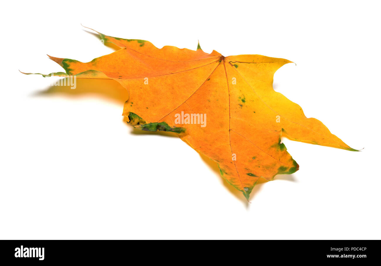 L'automne jaune feuille d'érable. Isolé sur fond blanc Banque D'Images