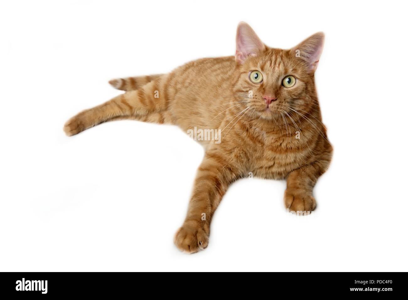 Close-up of a cat lying et gingembre à la curieux de la caméra - isolé sur un fond blanc. Banque D'Images