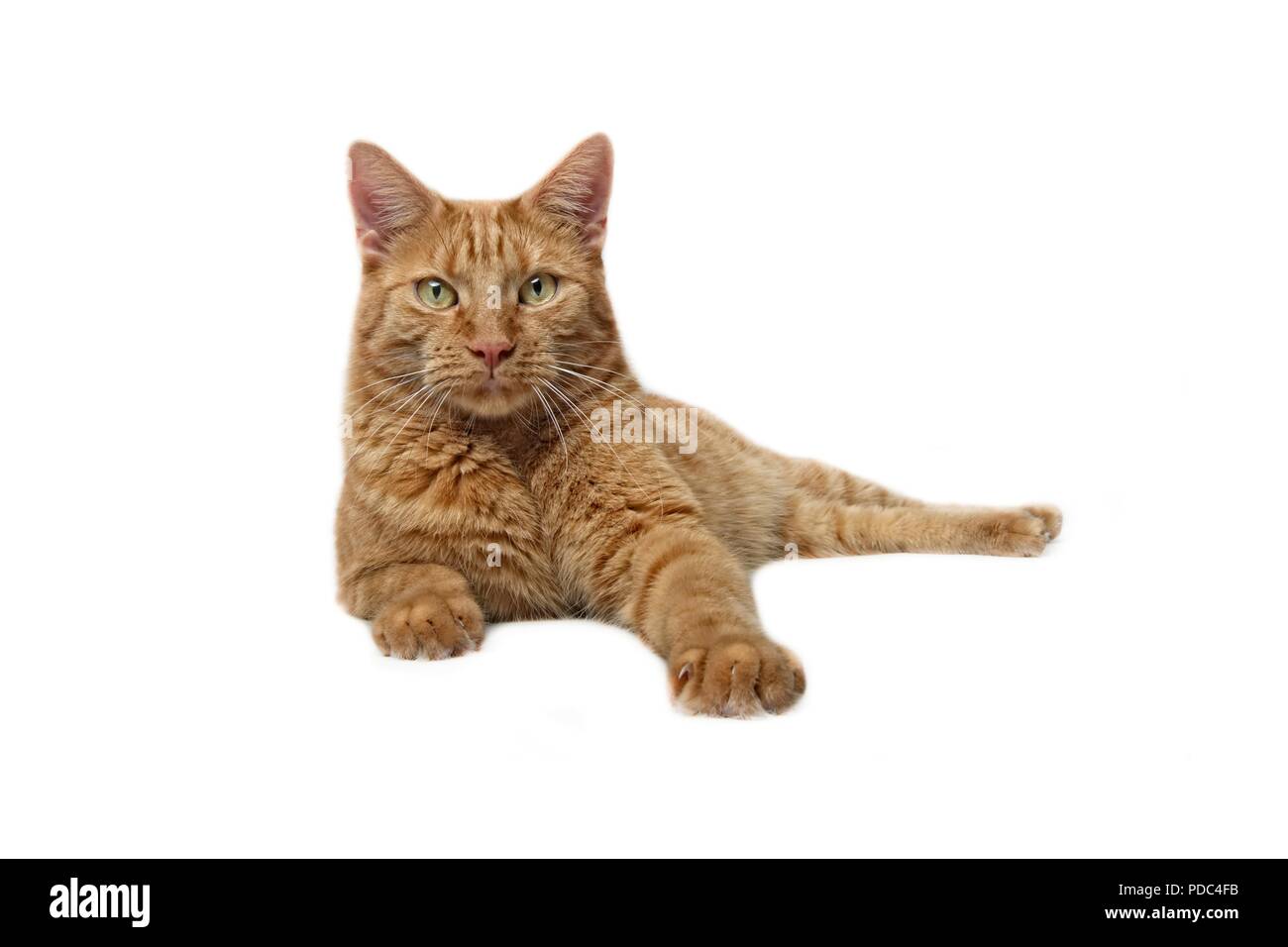 Gingembre Cute cat allongé et curieux de voir l'appareil photo - Isolé sur whit Banque D'Images