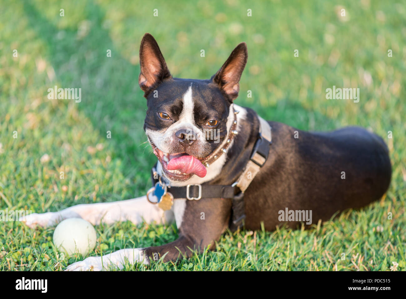 Boston Terrier femelle au repos. Banque D'Images