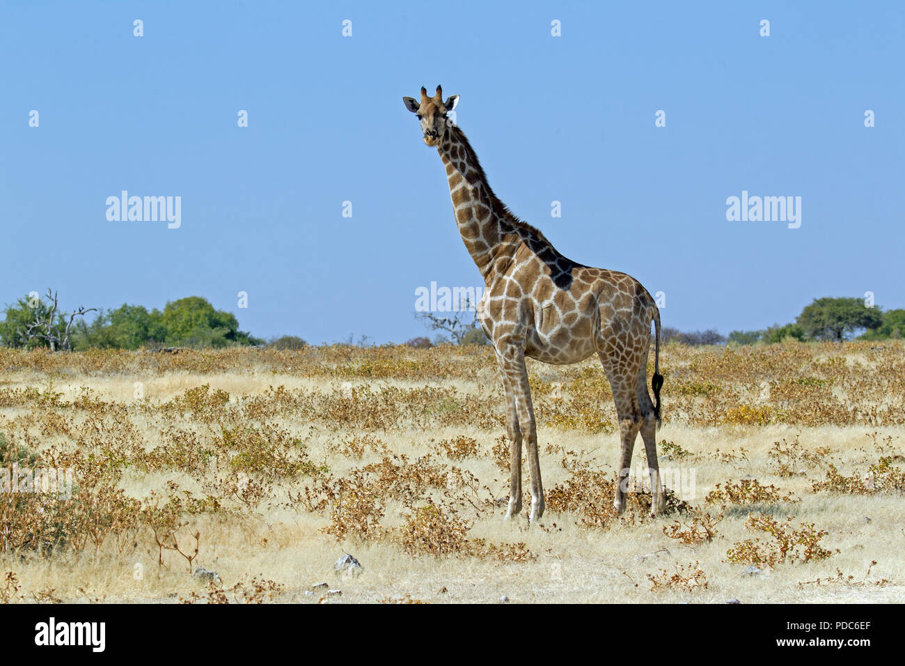 Communauté Girafe (Giraffa camelopardalis angolensis), Désert du Kalahari, en Namibie. Banque D'Images