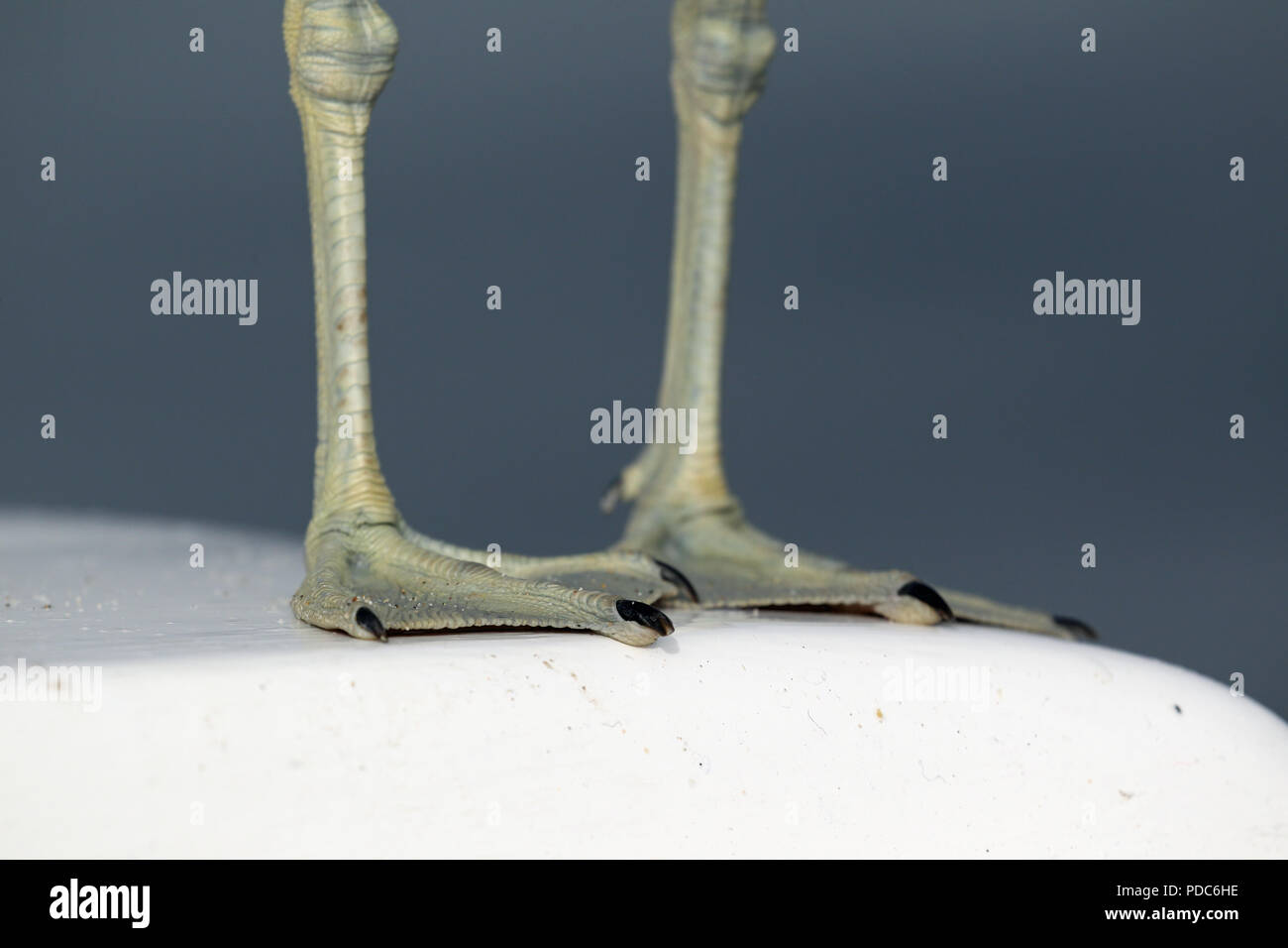 Close-up du pieds palmés d'un varech Gull (Larus dominicanus vetula), au large de la côte de la Namibie. Banque D'Images