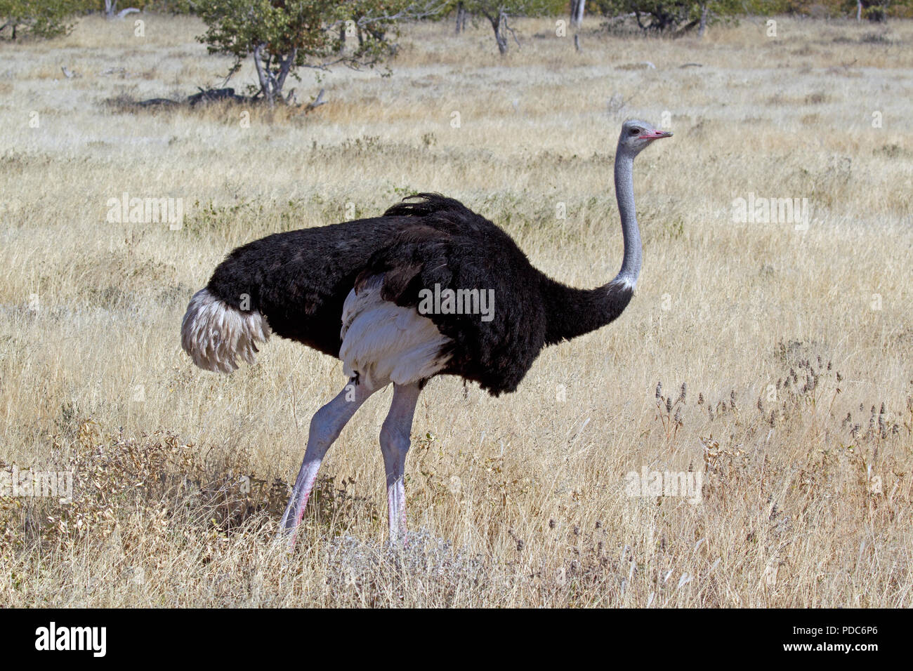Les Mâles (autruche Struthio camelus australis), Etosha National Park, Namibie. Banque D'Images