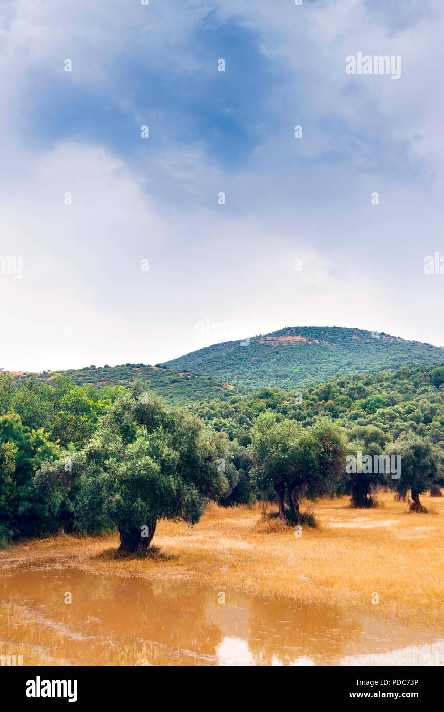 Vue verticale du champ d'oliviers avec ciel nuageux. Banque D'Images