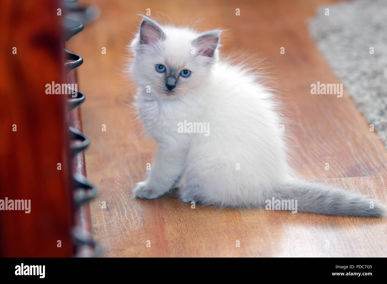 Cute ragdoll baby cat Banque de photographies et d'images à haute  résolution - Alamy